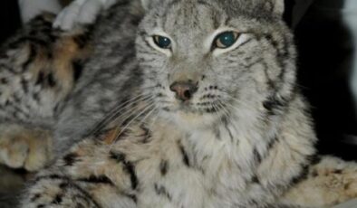 Doğaya ve yaban hayata karşı artık daha bilinçliyiz