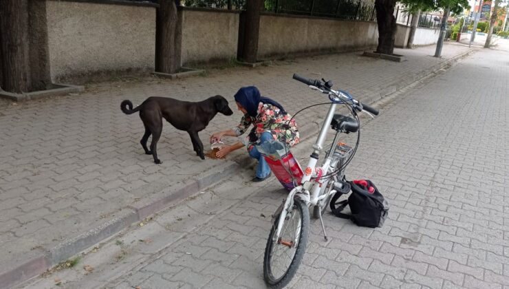 Hem bisikletle geziyorlar hem de sokak hayvanlarını besliyorlar