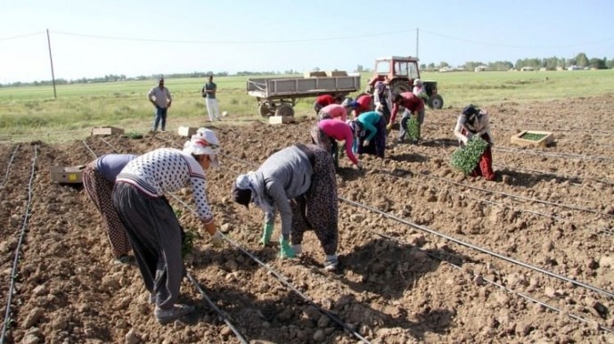 Tarım işçisi kadınlar emeklerinin karşılığını alamıyor