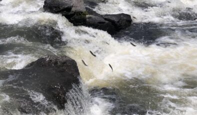Van Gölü’ndeki endemik tür olan İnci Kefali, yok olmakla karşı karşıya