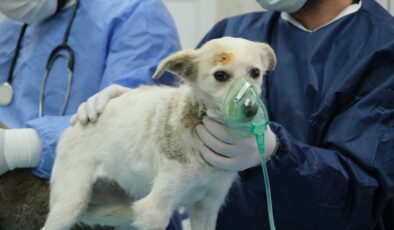 Depremzede hayvanlar Gaziantep’te tedavi ediliyor