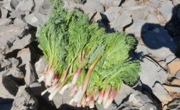 Kuraklık ve soğuk Şırnak’taki endemik bitkileri vurdu