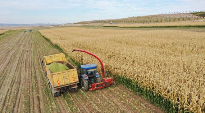 Çiftçinin mısır zararı büyük: Maliyeti arttı, fiyatı düştü