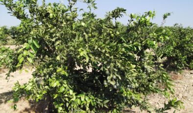 Narenciye üreticisinin sorunları derinleşiyor: Rekolte düşüklüğü ve maliyet artışı