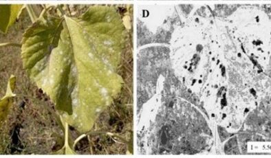 Yapay zeka tarlaya girdi: İlaç kullanımını azaltıyor, verimi artırıyor