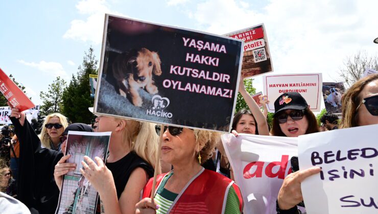 Sokak hayvanları için çözüm: Kısırlaştırma ve popülasyon yönetimi