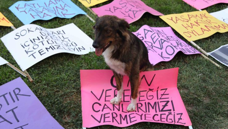 İzmir’de sokak hayvanlarına can güvencesi: “Patili Kent” Türkiye’ye örnek oluyor