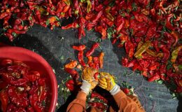 Şanlıurfa’nın rengi kırmızı: Ateşi güneş, biberi salça