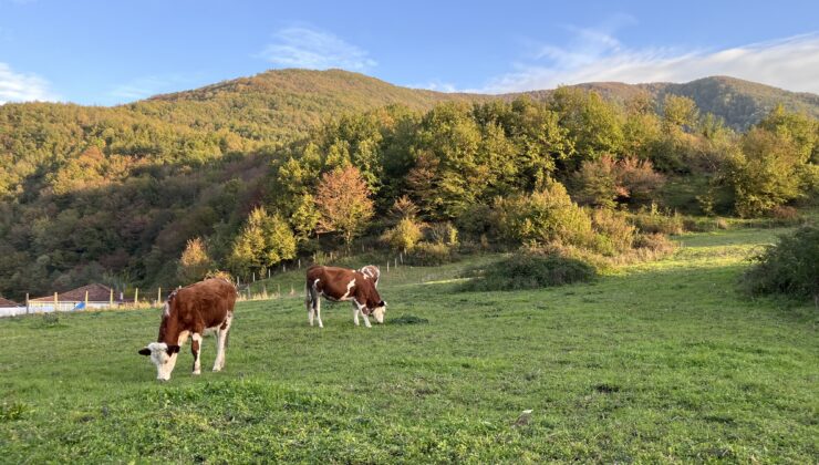 Zonguldak’tan Muğla’ya “Şap alarmı”