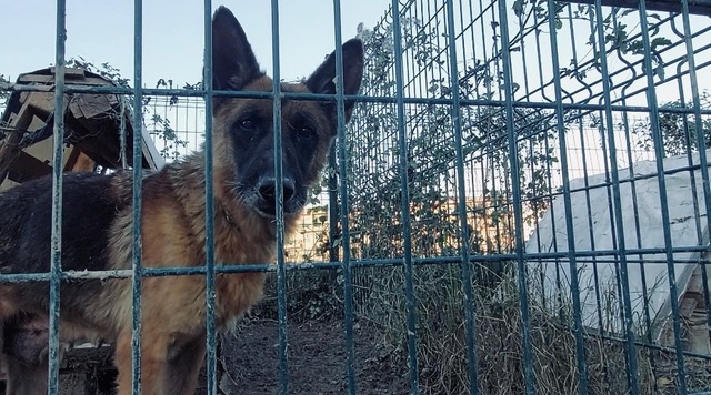 Sokak hayvanlarının son 1 yılı hapis hayatı: Kısırlaştırma yok, besleme yasak