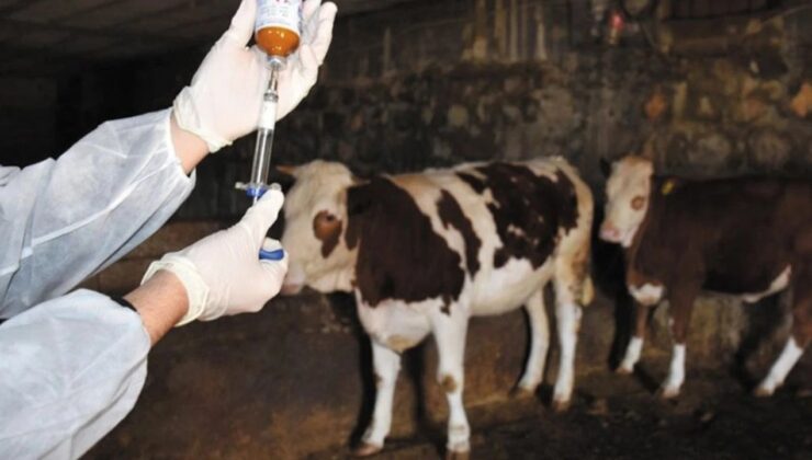 Şap krizi hayvancıları yıpratıyor