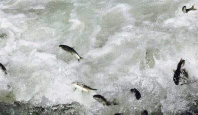 Van Gölü’nde görünmeyen tehlike: Mikroplastikler!