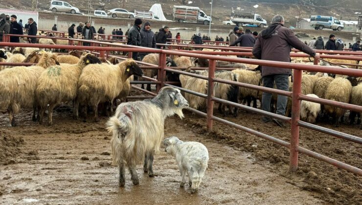 Van hayvancılığında alarm zilleri çalıyor, üretici çaresiz