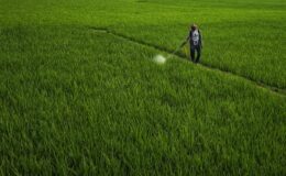 Pestisit krizi bitmiyor, çare biyolojik mücadele