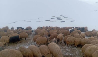 Van’da kış koşulları ve yem fiyatları hayvancılığı zorluyor