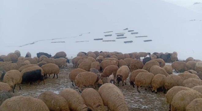 Van’da kış koşulları ve yem fiyatları hayvancılığı zorluyor