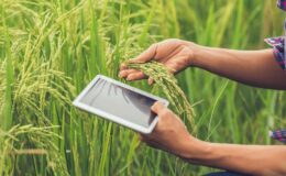 Genç çiftçiler tarımı dijitalle dönüştürüyor