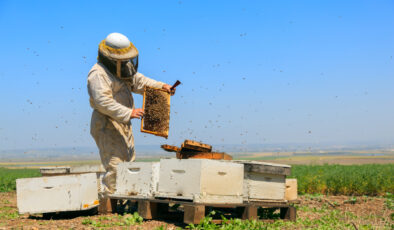 Arı zehrinden, arı sütüne: Kovandan çıkan şifa