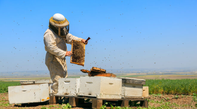 Arı zehrinden, arı sütüne: Kovandan çıkan şifa