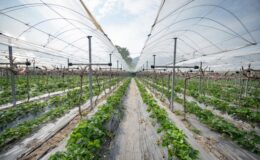 Seracılar naylon örtüye para yetiştiremiyor