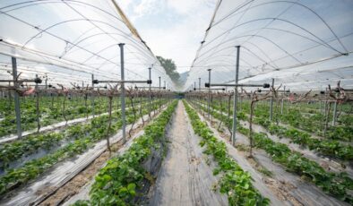 Seracılar naylon örtüye para yetiştiremiyor