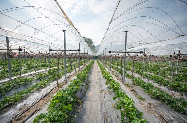 Seracılar naylon örtüye para yetiştiremiyor