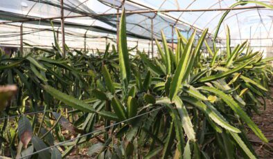 Akdeniz seralarında “tropik meyve” dönemi