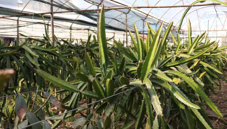 Akdeniz seralarında “tropik meyve” dönemi