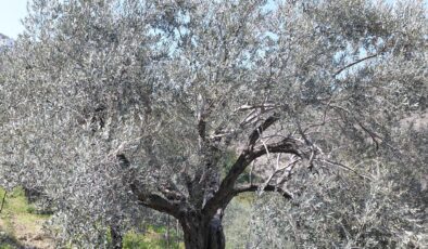 Üretimde güçlü markada zayıf: Hatay zeytini potansiyelini arıyor