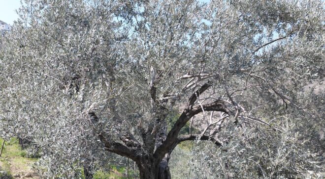 Üretimde güçlü markada zayıf: Hatay zeytini potansiyelini arıyor