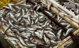 Hamsi bol ama kıyı boş: Küçük balıkçı açık avcılıktan şikâyetçi