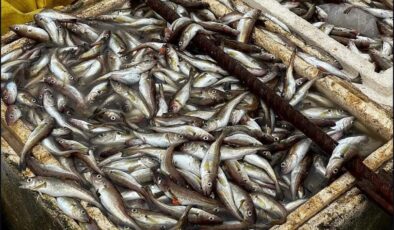 Hamsi bol ama kıyı boş: Küçük balıkçı açık avcılıktan şikâyetçi