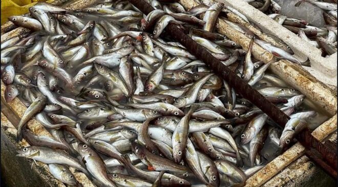 Hamsi bol ama kıyı boş: Küçük balıkçı açık avcılıktan şikâyetçi