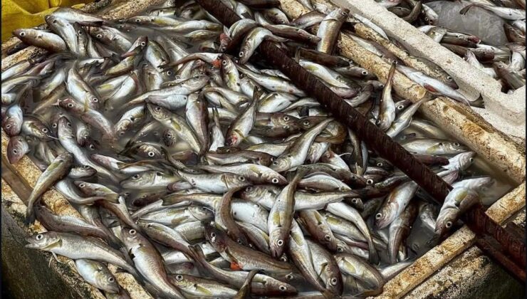 Hamsi bol ama kıyı boş: Küçük balıkçı açık avcılıktan şikâyetçi