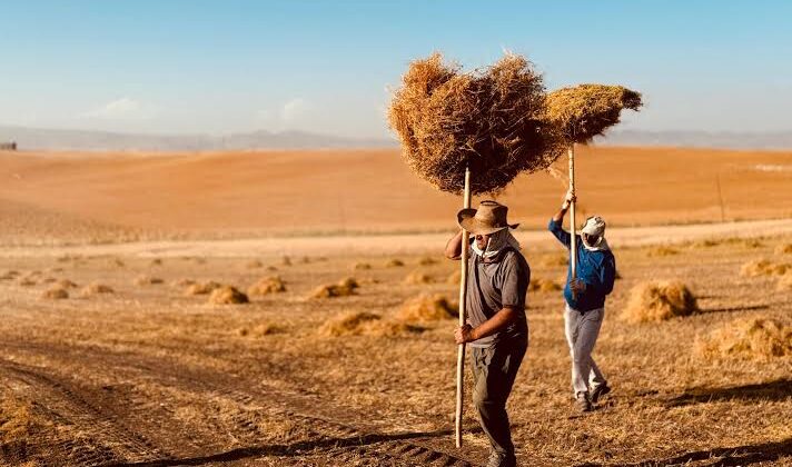 Güneydoğu’da tarım alarmı: Mercimek tarlaları çürüdü