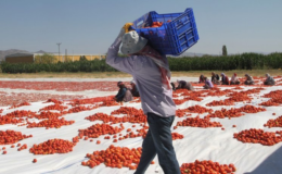 Mevsimlik tarım işçileri: “Evimiz, her fırtınada uçan naylon çadırlar”