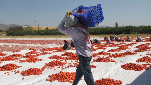 Mevsimlik tarım işçileri: “Evimiz, her fırtınada uçan naylon çadırlar”