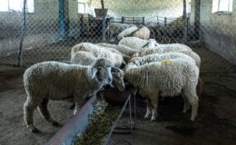 Küçükbaşta ilk sıradaki Van’da, çoban da üretici de dertli