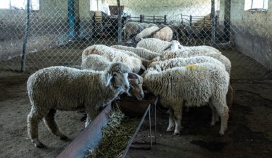 Küçükbaşta ilk sıradaki Van’da, çoban da üretici de dertli