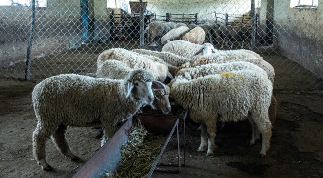 Küçükbaşta ilk sıradaki Van’da, çoban da üretici de dertli