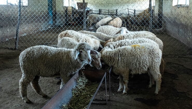 Küçükbaşta ilk sıradaki Van’da, çoban da üretici de dertli